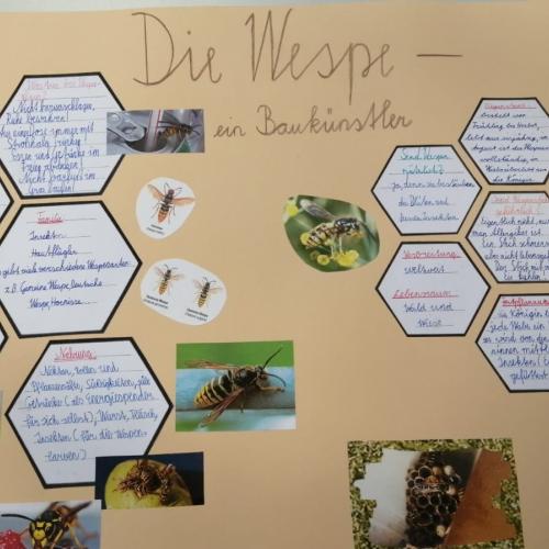 Insekten