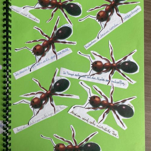Insekten