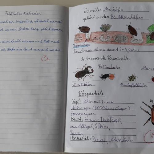 Insekten