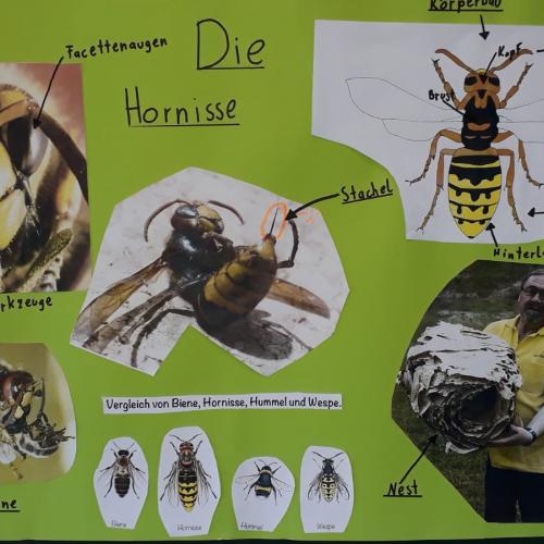 Insekten
