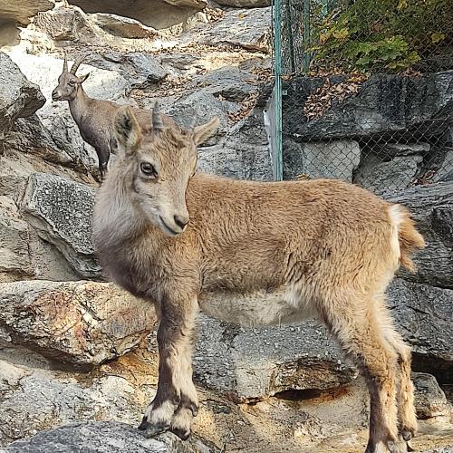 Alpenzoo