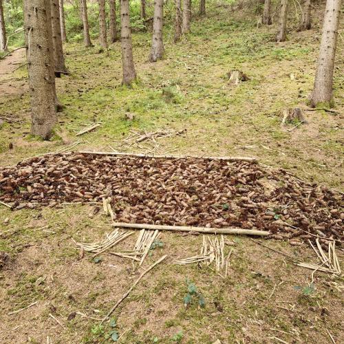 Waldtag
