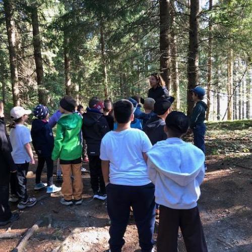 Wald_3