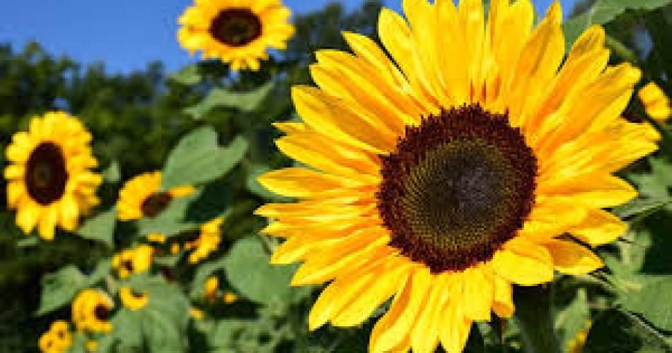 Blumen