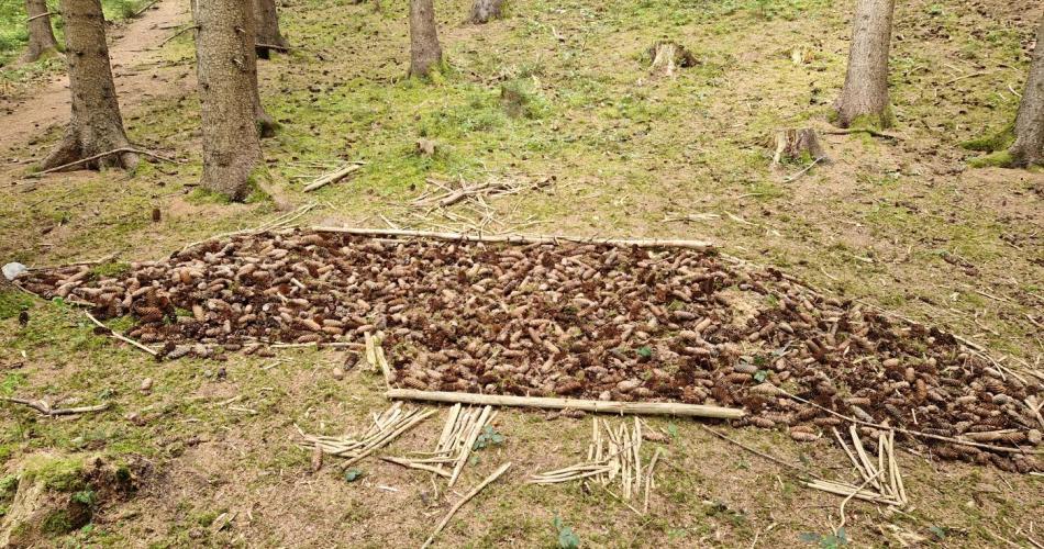Waldtag